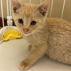 茶色の男の子2ヵ月前後募集中