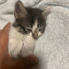 捨て猫【子猫】