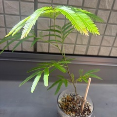 エバーフレッシュの画像