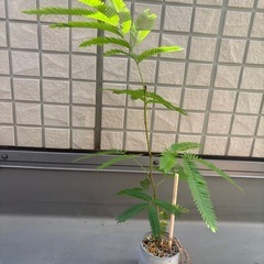 エバーフレッシュ