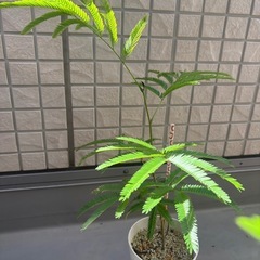 エバーフレッシュの画像