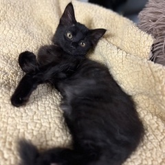 半長毛の黒子猫
