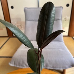 観葉植物 フィカス の画像