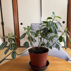 観葉植物 アルミニウム プランツ