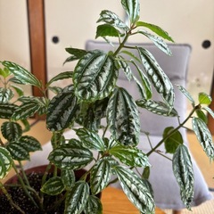 観葉植物 アルミニウム プランツの画像
