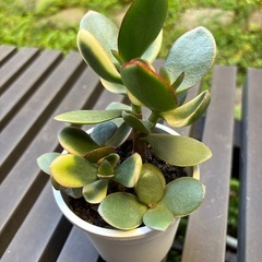 観葉植物 フチベニベンケイの画像
