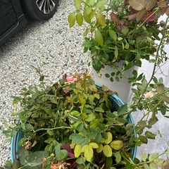 薔薇の剪定枝の画像