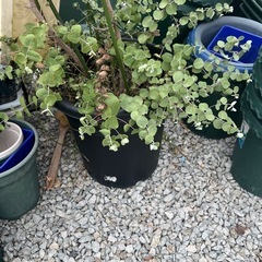 ユーカリ　大苗　2個の画像