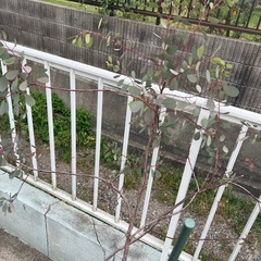 ユーカリ　大苗　2個の画像