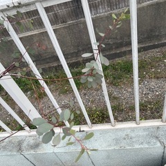 ユーカリ　大苗　2個の画像