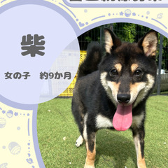 豆柴の女の子