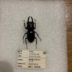 昆虫標本　鳥取市アブラゼミ　大山町　アカアシクワガタ　シロスジコガネ　３点セットの画像
