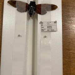 昆虫標本　鳥取市アブラゼミ　大山町　アカアシクワガタ　シロスジコガネ　３点セットの画像