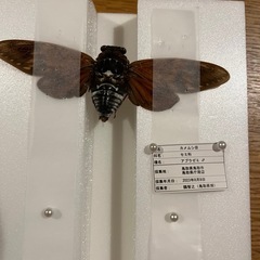 昆虫標本　鳥取市アブラゼミ　大山町　アカアシクワガタ　シロスジコガネ　３点セットの画像