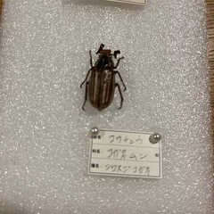 昆虫標本　鳥取市アブラゼミ　大山町　アカアシクワガタ　シロスジコガネ　３点セットの画像