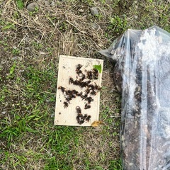 危ない‼️絶対近寄らない‼️ - 鳥取市