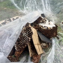 危ない‼️絶対近寄らない‼️ - 手伝いたい/助けたい