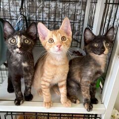 【11月9(日曜日)　🌟久留米市野中町ログハウス🌟譲渡会🌟】生後...