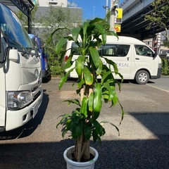 マッサンゲアナ　幸福の木　10号　