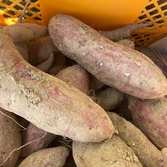 さつまいも　1キロ２００円の画像