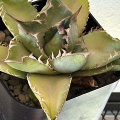 【決まりました】アガベ　ハデスの画像