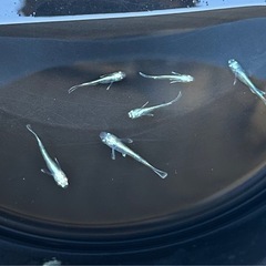 メダカ　マリアージュロングフィン❗️フルボディ　今年生まれ　美魚　めだかの画像