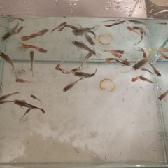 20匹以上　グッピー　熱帯魚の画像