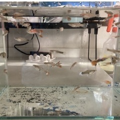 20匹以上　グッピー　熱帯魚の画像