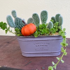 サボテン寄植え🌵の画像