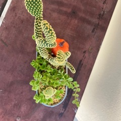 缶鉢多肉植物寄植え🌵の画像