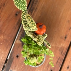 缶鉢多肉植物寄植え🌵の画像