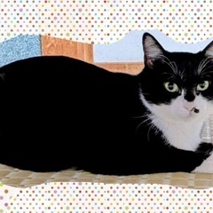 🎃里親募集中です❣️❣️リカちゃん♀２歳🐾 少し臆病ですが、撫で...