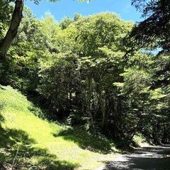 No.D875【長野県軽井沢町】土地（購入した別荘地内の山林）あ...