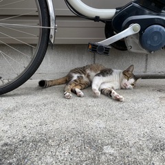 京都下京区子猫里親募集中