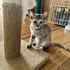 キジと茶トラのミックス色　子猫