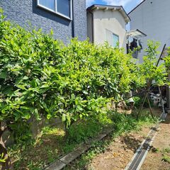 和風庭の庭木や庭石、灯篭を引き取っていただけませんかの画像
