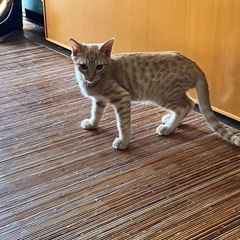 茶トラ　3〜4ヶ月の子猫