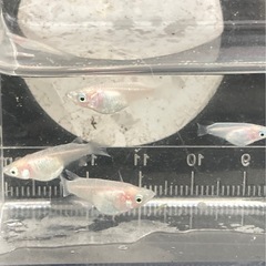 紅ほっぺ-ダルマ&半ダルマ-5匹の画像