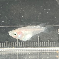 紅ほっぺ-ダルマ&半ダルマ-5匹の画像