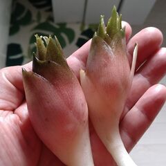 ミョウガの根の画像