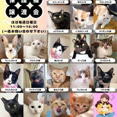 Cat 🐾Start（キャットスタート）💕🐱保護猫ふれあい譲渡会🐱💕の画像