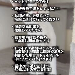 Cat 🐾Start（キャットスタート）💕🐱保護猫ふれあい譲渡会🐱💕 - イベント