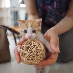 Cat 🐾Start（キャットスタート）💕🐱保護猫ふれあい譲渡会🐱💕 - その他
