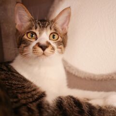 Cat 🐾Start（キャットスタート）💕🐱保護猫ふれあい譲渡会🐱💕 - 熊本市