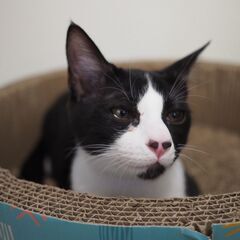 Cat 🐾Start（キャットスタート）💕🐱保護猫ふれあい譲渡会🐱💕 − 熊本県