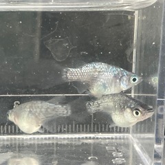 ロイヤルブルーダルマ-1ペア+1の画像