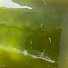 20匹以上　グッピー　熱帯魚の画像