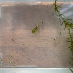 ☘️ミナミヌマエビ20匹＋α と水草☘️の画像