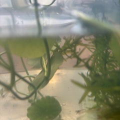 ☘️ミナミヌマエビ20匹＋α と水草☘️の画像