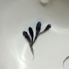 【2セット限定】極上『和墨白銀三色』の稚魚5匹＋2匹オマケの画像